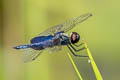 Sapphire Flutterer Rhyothemis triangularis (Triangle Glider, Lesser Blue-wing)