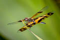 Common Picture-wing Rhyothemis variegata 