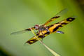 Common Picture-wing Rhyothemis variegata