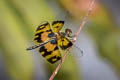 Common Picture-wing Rhyothemis variegata 