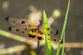 Common Picture-wing Rhyothemis variegata 