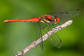 Sympetrum hypomelas