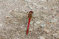 Sympetrum hypomelas