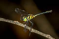 Rainforest Elf Tetrathemis irregularis hyalina
