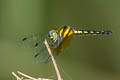 Pygmy Skimmer Tetrathemis platyptera 