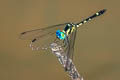 Pygmy Skimmer Tetrathemis platyptera