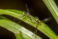 Pygmy Skimmer Tetrathemis platyptera
