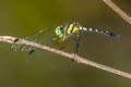 Pygmy Skimmer Tetrathemis platyptera 