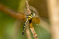 Pygmy Skimmer Tetrathemis platyptera 