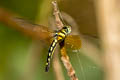 Pygmy Skimmer Tetrathemis platyptera