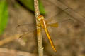 Coral-tailed Cloud-wing Tholymis tillarga (White-barred Dusk Hawk)