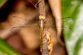 Coral-tailed Cloud-wing Tholymis tillarga (White-barred Dusk Hawk)