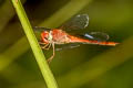 Coral-tailed Cloud-wing Tholymis tillarga (White-barred Dusk Hawk)