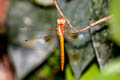 Coral-tailed Cloud-wing Tholymis tillarga (White-barred Dusk Hawk)