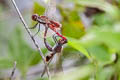 Red Marsh Trotter Tramea basilaris burmeisteri (Keyhole Glider)
