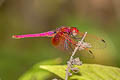 Crimson Dropwing Trithemis aurora (Crimson Marsh Glider)