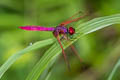 Crimson Dropwing Trithemis aurora (Crimson Marsh Glider)