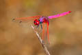 Crimson Dropwing Trithemis aurora (Crimson Marsh Glider)