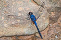 Indigo Dropwing Trithemis festiva (Black Stream Glider)