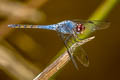 Indigo Dropwing Trithemis festiva (Black Stream Glider)