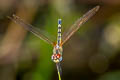 Dancing Dropwing Trithemis pallidinervis (Long-legged Marsh Glider)