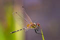 Dancing Dropwing Trithemis pallidinervis (Long-legged Marsh Glider)