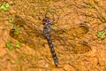Treehugger Tyriobapta torrida