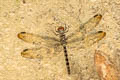 Tyriobapta sp.