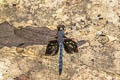 Treehugger Tyriobapta torrida