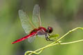 Scarlet Basker Urothemis signata (Greater Crimson Skimmer)