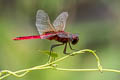 Scarlet Basker Urothemis signata (Greater Crimson Skimmer)