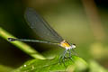 Common Demoiselle Vestalis amethystina