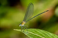 Common Demoiselle Vestalis amethystina