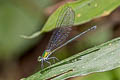 Metallic Green Demoiselle Vestalis amoena