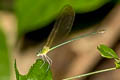 Clear-winged Forest Glory Vestalis gracilis