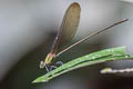 Clear-winged Forest Glory Vestalis gracilis