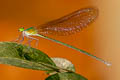 Clear-winged Forest Glory Vestalis gracilis