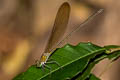 Clear-winged Forest Glory Vestalis gracilis