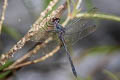 Iridescent Stream Glider Zygonyx iris malayana 