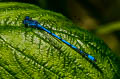 Azure Damselfly Coenagrion puella