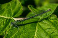 Azure Damselfly Coenagrion puella