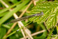 Azure Damselfly Coenagrion puella