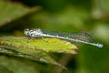 Azure Damselfly Coenagrion puella