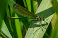 Banded Demoiselle Calopteryx splendens