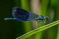 Banded Demoiselle Calopteryx splendens