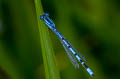 Common Blue Damselfly Enallagma cyathigerum