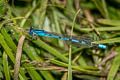 Common Blue Damselfly Enallagma cyathigerum