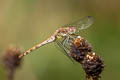 Common Darter Sympetrum striolatum