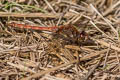 Common Darter Sympetrum striolatum