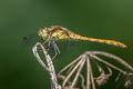 Common Darter Sympetrum striolatum